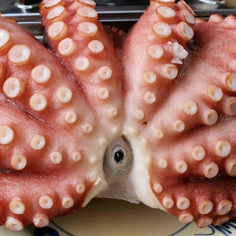Bạch tuộc Nhật Sashimi