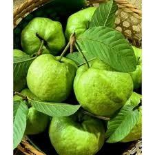 Trái ổi
