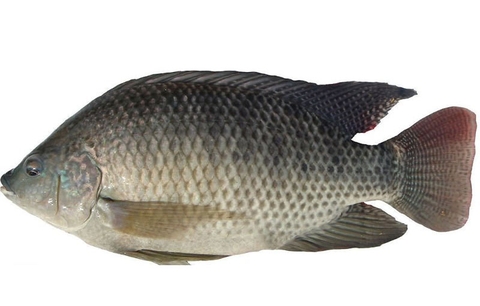cá rô phi 1kg