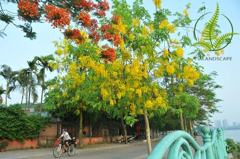 Cây Muồng Hoàng Yến