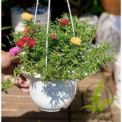 Cây Hoa Mười Giờ