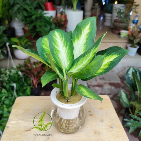 Cây sao sáng thủy sinh