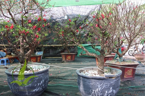 Cây Đào Thất Thốn