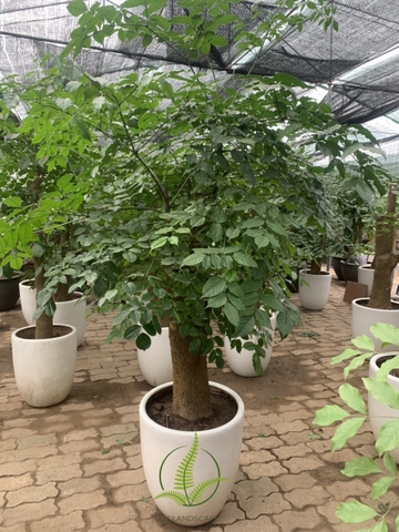 Cây Hạnh Phúc gốc