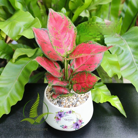 Cây Vạn Lộc đỏ