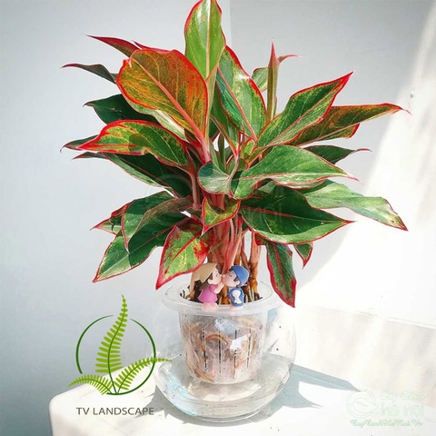 Cây Phú quý thủy sinh