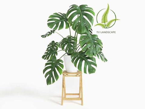 Cây Trầu Bà Nam Mỹ