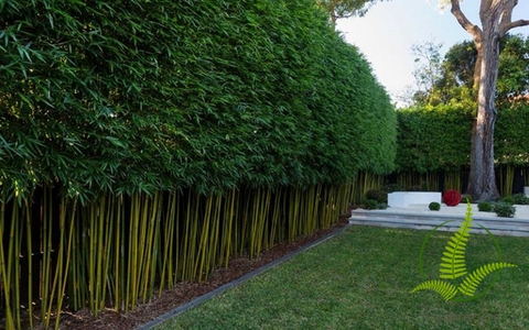 Cây Trúc Cần Câu