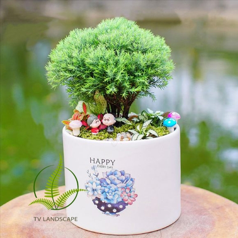 Cây Tùng Bồng Lai