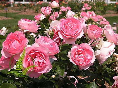 Cây Hoa Hồng Đà Lạt