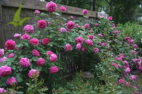 Cây Hoa Hồng cổ SaPa