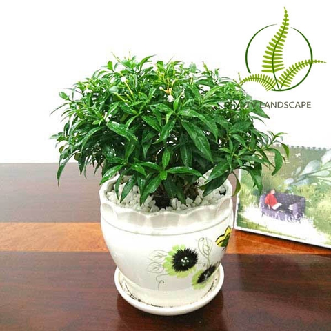 Cây Mai Vạn Phúc