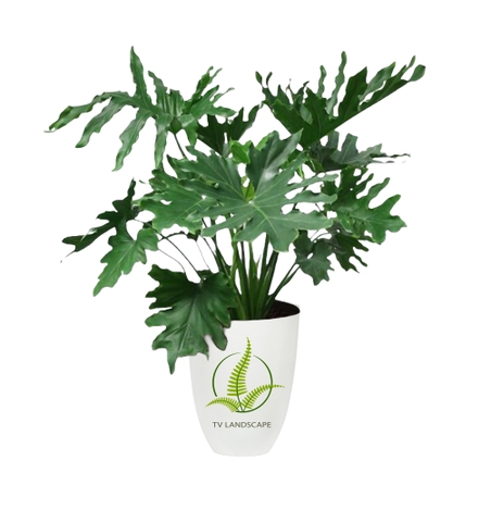 Cây Trầu Bà Thanh Xuân