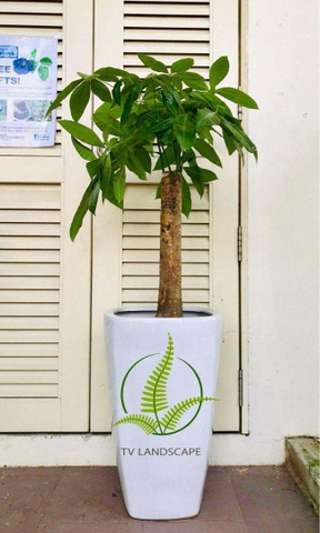 Cây Kim Ngân Trụ