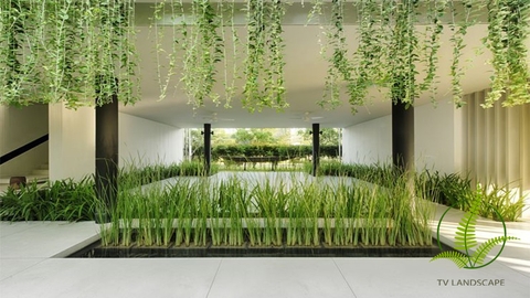 Cây Cúc Tần Ấn Độ