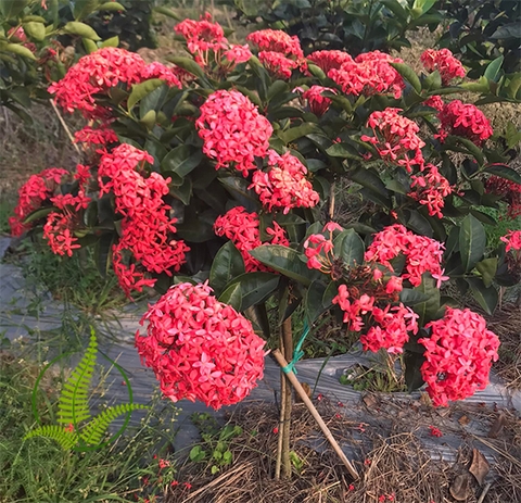 Cây Mẫu đơn Mỹ