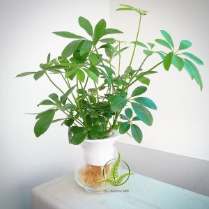 Ngũ gia bì thủy sinh