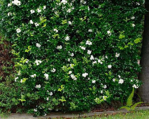 Cây Nguyệt Quế Leo