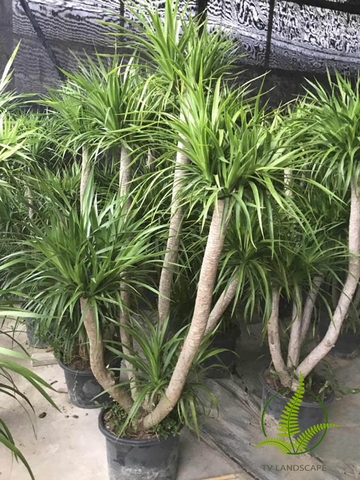 Cây Phát Tài Núi