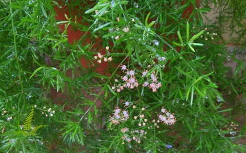 Cây Thiên Môn Đông