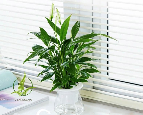 Cây lan ý thủy sinh