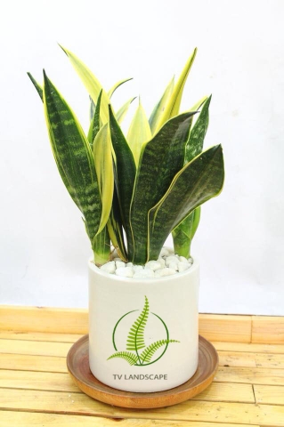 Cây Lưỡi Hổ mini