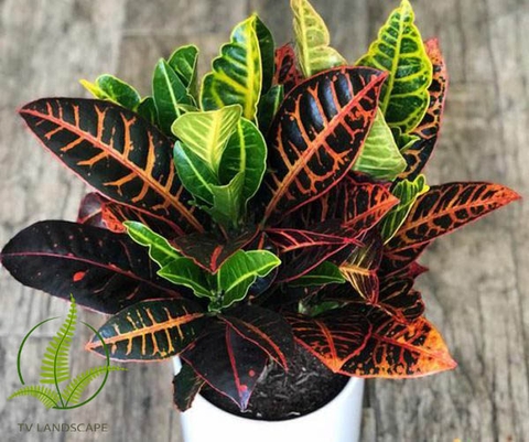 Cây Cô Tòng Lá Mít