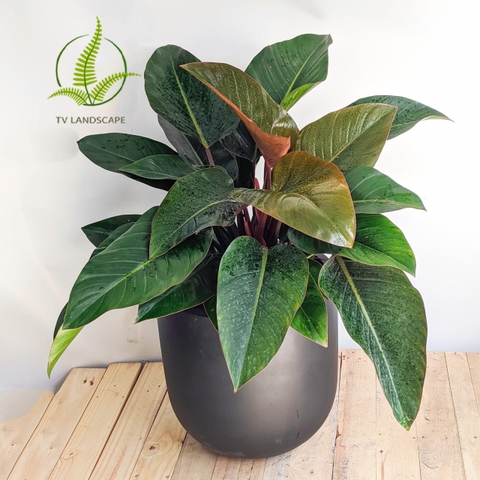 Cây Trầu Bà đế vương