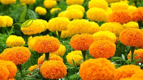 Hoa Cúc Vạn Thọ