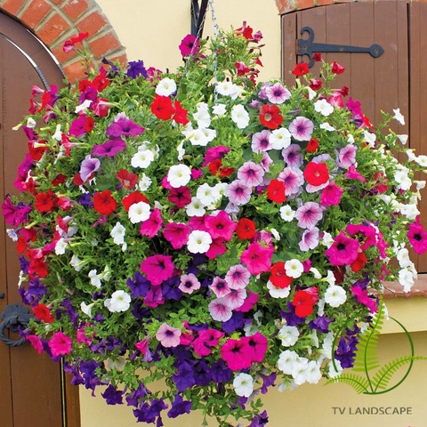 Cây Dạ yến thảo