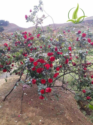 Cây Hoa Hồng Cổ Sơn La