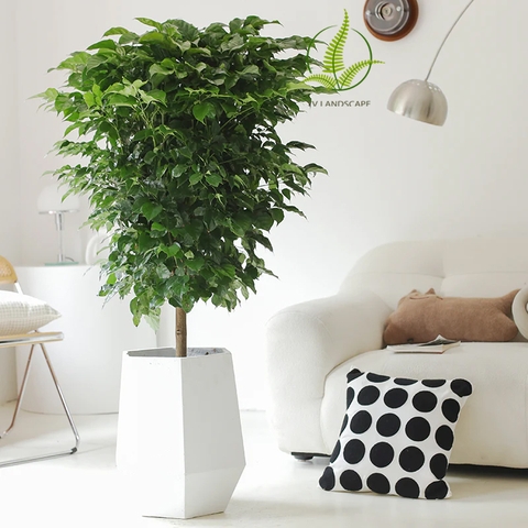 Cây Hạnh Phúc chi