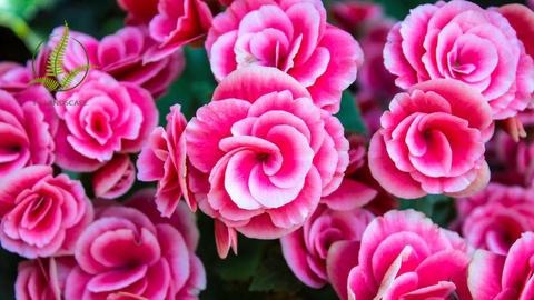 Cây Thu Hải Đường