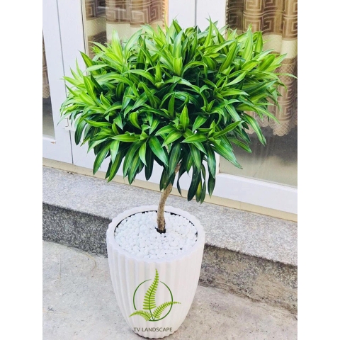 Cây Trúc Bách Hợp