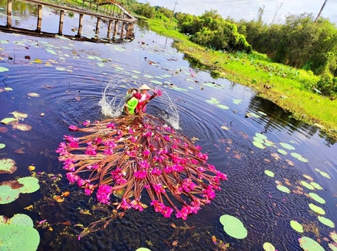 Tour Miền Tây Giá Rẻ Chất Lượng Cao - Nhanh Kẻo Lỡ!