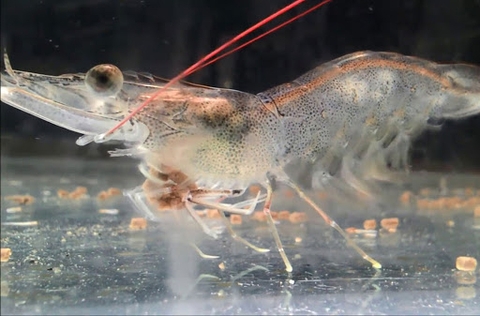 Bệnh TPD trên tôm: Nguyên nhân, triệu chứng và cách phòng ngừa