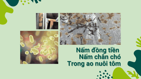 Vi sinh tiêu diệt nấm đồng tiền trong ao tôm