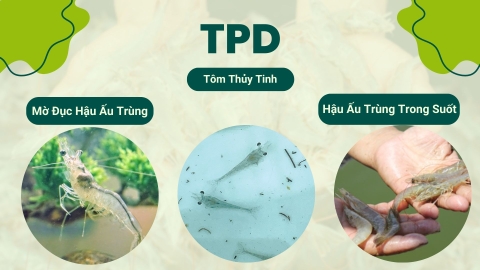 Giải pháp mới ngừa và điều trị bệnh TPD trên tôm