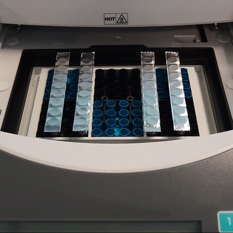 EZcap FoilStrips, 300 strips, hãng Biologix - USA