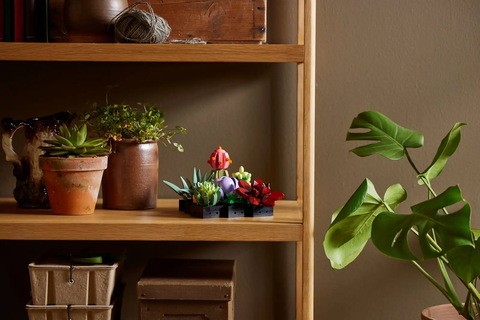 LEGO Botanical Succulents 10309