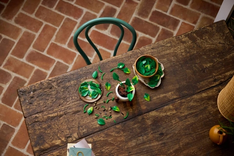 LEGO Botanicals Hanging Golden Pothos 11512