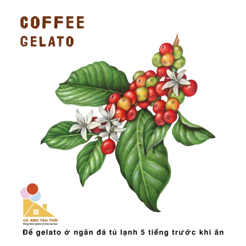 Kem Cà Phê - Coffee Gelato