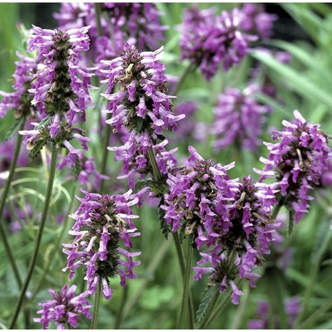 Nước hoa Pháp hương gỗ hoắc hương Patchouli_Fragonard 20ml hàng Pháp