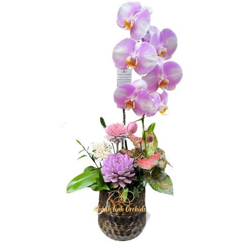 Lan Hồ Điệp Trắng Loang Hồng 1 Cành - DB05