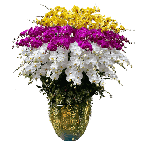 Lan Hồ Điệp Đa Sắc 50 Cành - Tình Khúc Mùa Xuân - DS00