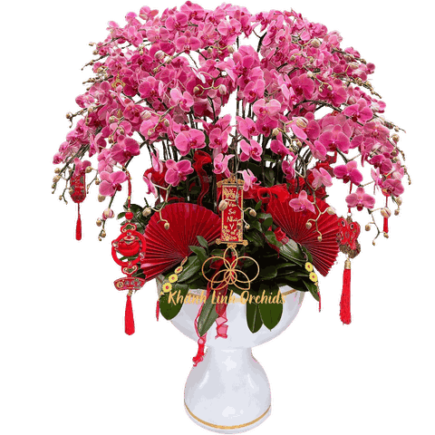 Lan Hồ Điệp Cam San Hô 40 Cành - HDC005