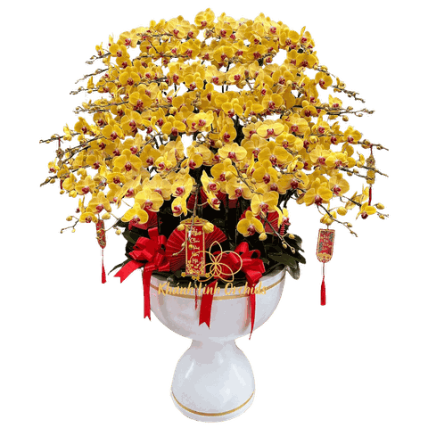 Lan Hồ Điệp Vàng 50 Cành - Phú Quý Cát Tường - HDV023