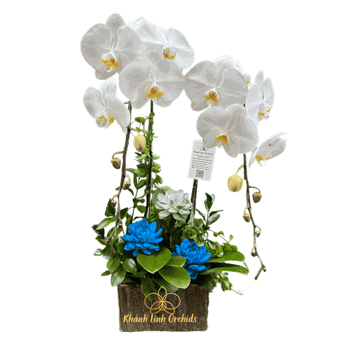 Lan Hồ Điệp Trắng Hộp Gỗ Sen Đá 2 Cành - HDW010