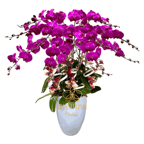 Lan Hồ Điệp Tím 15 Cành - Lương Thần - HDT008