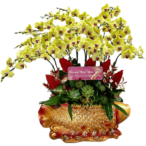 Lan Hồ Điệp Cá Chép Vàng - Vinh Hoa Phú Quý - HDV021